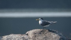 Bergiusterne / Greater Crested Tern