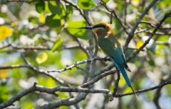 Blåhalet Biæder / Blue-tailed bee-eater