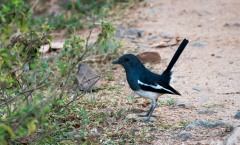Dayal / Oriental Magpie-robin