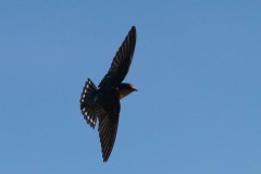 Stillehavssvale /  Pacific swallow