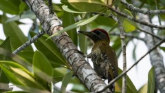 Bambusgrønspætte / Laced Woodpecker ♂