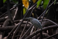 Mangrovehejre / Straited Heron