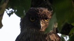 Brun fiskeugle / Brown Fish Owl