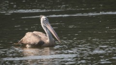 Grå Pelikan / Spot-billed pelican