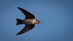 Stillehavssvale, Pacific swallow