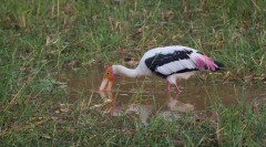 Indisk Skovstork / Painted Stork