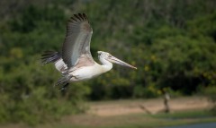 Hvid Pelikan / Great White Pelican