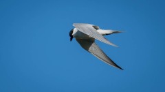 Sandterne / Gull-billed Tern