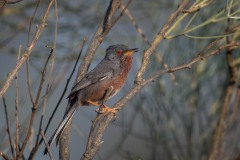 Provencesanger / Dartford Warbler