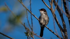 Sorthovedet sanger / Sardinia Warbler