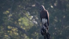 Stor gråhovedet havørn / Greyheaded fish eagle