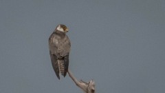 Amurfalk / Amur Falcon