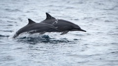 Langnæbbet delfin
