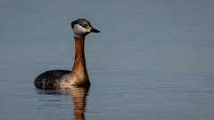Gråstrubet Lappedykker