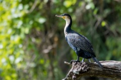 Skarv / Great Cormorant