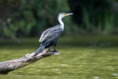 Skarv / Great Cormorant