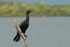Indisk skarv / Indian Cormorant