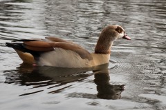 Nilgås