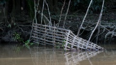 Kinabatangan-floden