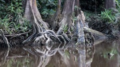 Kinabatangan-floden
