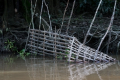 Kinabatangan-floden