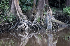 Kinabatangan-floden