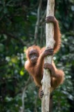 Orangutang