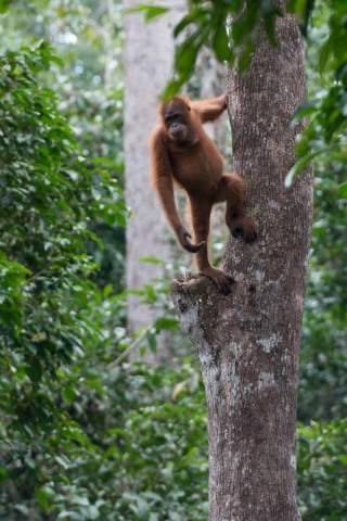 Orangutang