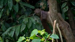 Orangutang
