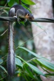 Giant Squirrl