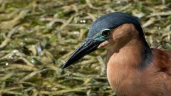 Rød Nathejre / Rufous night heron