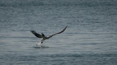 Hvidbrystet havørn /  White-bellied sea eagle