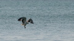 Hvidbrystet havørn /  White-bellied sea eagle