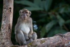 Javaabe / Long tailed Macaque