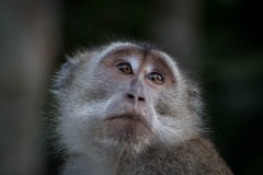 Javaabe / Long tailed Macaque