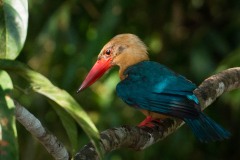 Indian Cormorant / Stork-billed Kingfisher