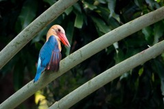 Blåvinget Storkenæbsisfugl / Stork-billed Kingfisher