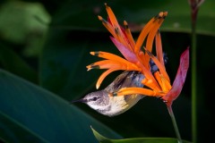 Kobberstrubet Solfugl /  Copper-throated Sunbird