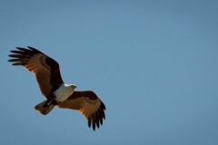 Brahmin Glente /  Brahminy Kite