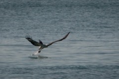 Hvidbrystet havørn /  White-bellied sea eagle