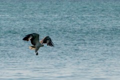 Hvidbrystet havørn /  White-bellied sea eagle