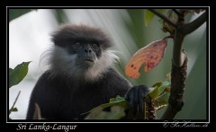 Sri Lanka-Langur / Purple-Faced Langur