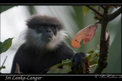 Sri Lanka-Langur / Purple-Faced Langur
