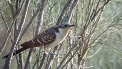 Skadegøg / Great Spottet Cuckoo