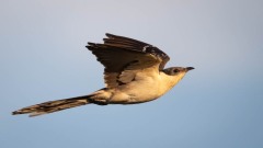 Skadegøg / Great Spottet Cuckoo