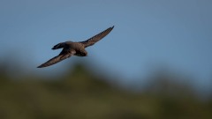 Klippesvale / Eurasian Crag Martin
