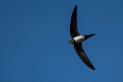 Alpesejler / Alpine Swift