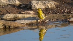 Gulirisk / Europen Serin