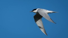 Sandterne / Gull-billed Tern