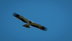Dværgørn / Botted Eagle